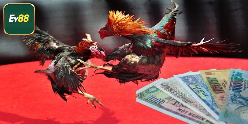Có những hình thức chọi gà ăn tiền nào?