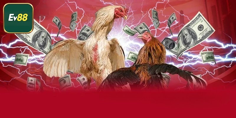 Khái quát về đá gà ăn tiền